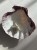 Unknown-1711.jpg